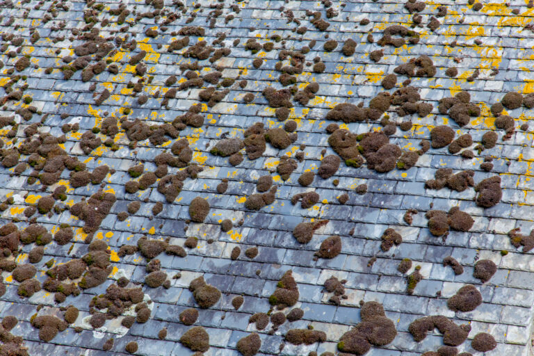Fall Roof Maintenance Checklist for Florida Homes